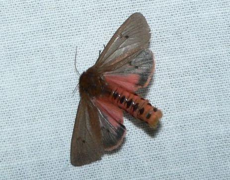 kleine beer2.jpg - Kleine beer - Phragmatobia fuliginosa